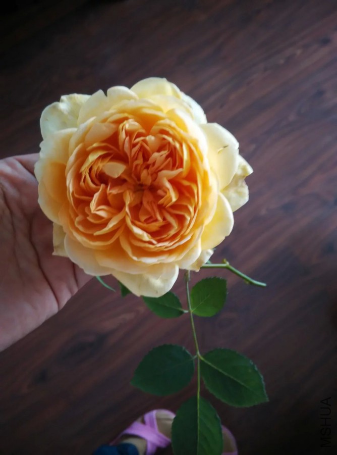 psb (7).jpg