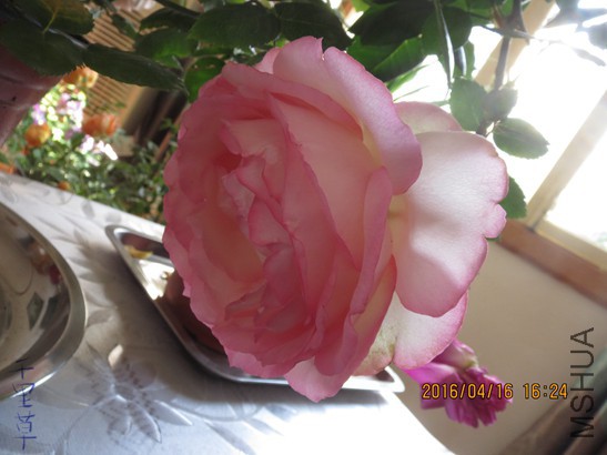 �Ͷ�����2016-04-1637.jpg
