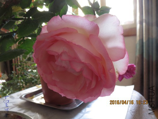 �Ͷ�����2016-04-1636.jpg