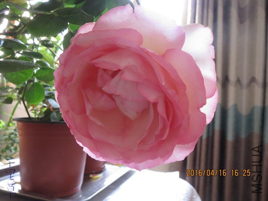 �Ͷ�����2016-04-1638.jpg