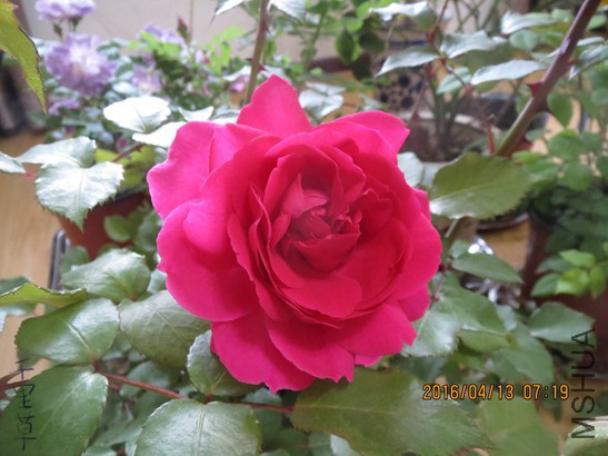 ����  ��2016-04-1305.jpg