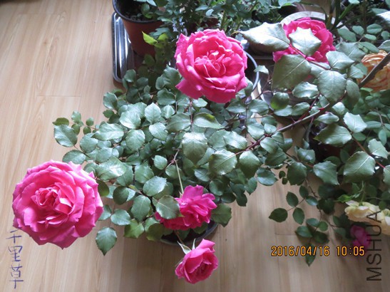 ����  ��2016-04-1624.jpg