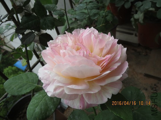 Ī��2016-04-1631.jpg