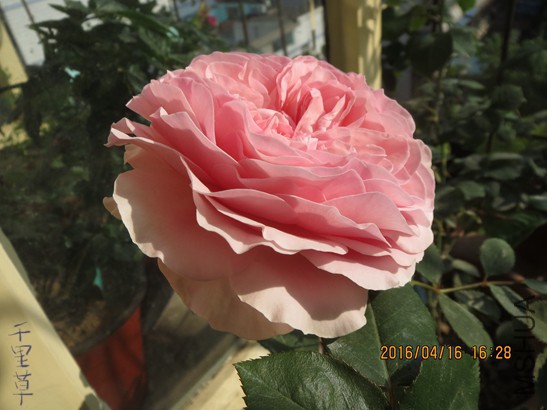 ��ɯ�մ�2016-04-1641.jpg