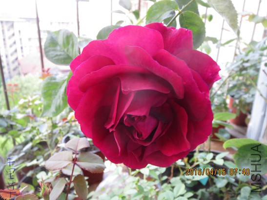 ɯʿ����2016-04-1516.jpg