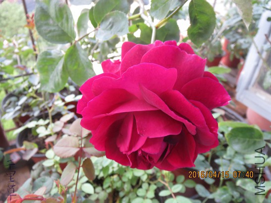 ɯʿ����2016-04-1517.jpg