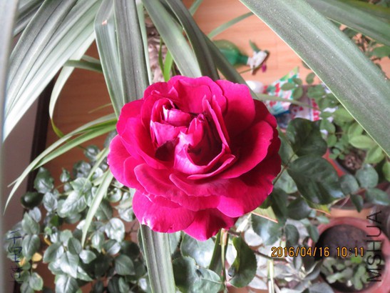 ɯʿ����2016-04-1628.jpg