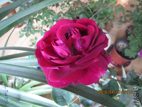 ɯʿ����2016-04-1627.jpg