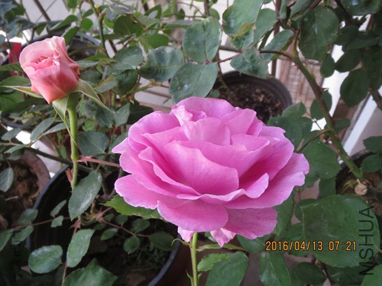 ��������2016-04-1306.jpg