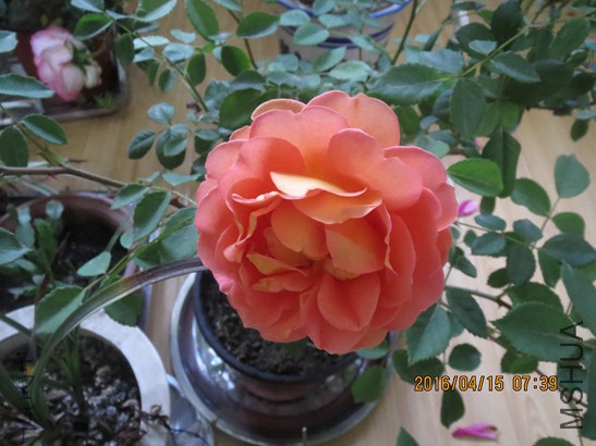 �����ط���2016-04-1512.jpg