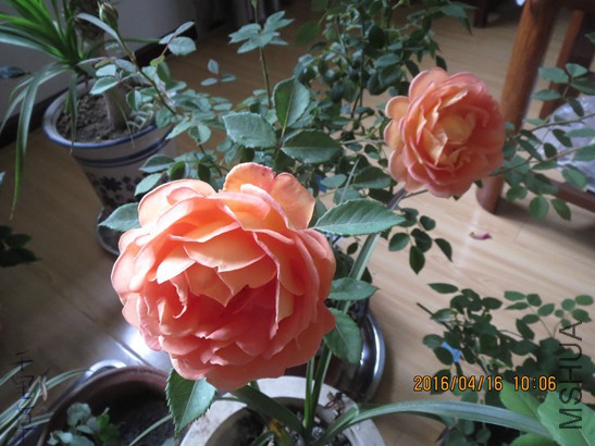 �����ط���2016-04-1625.jpg