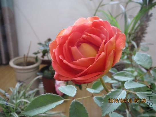 �����ط���2016-04-1513.jpg