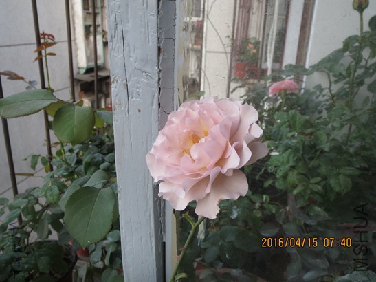 ���˳�2016-04-1518.jpg