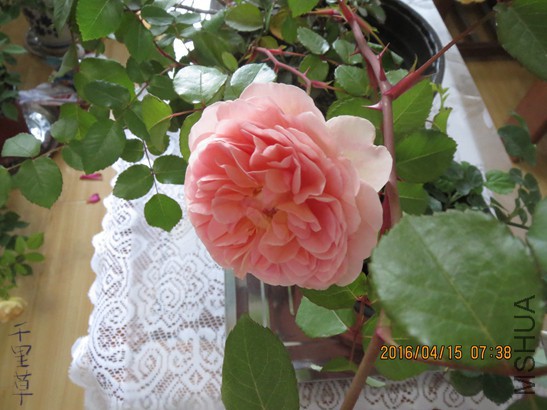 �ǲ�2016-04-1510.jpg