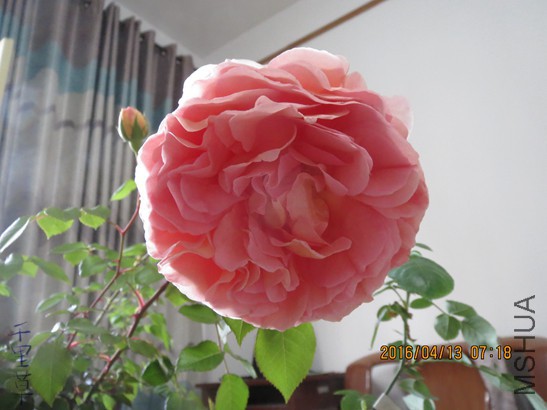 �ǲ�2016-04-1303.jpg