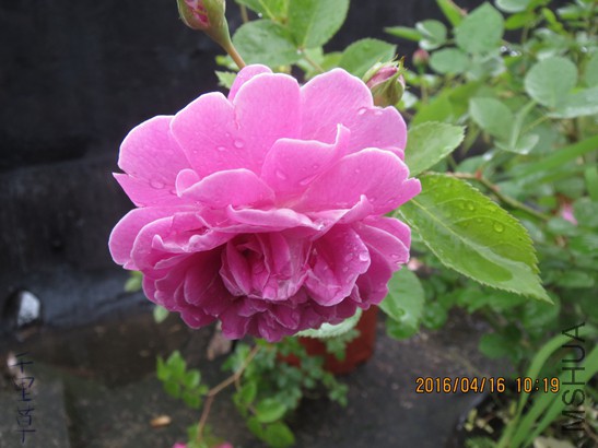 �����к�2016-04-1633.jpg