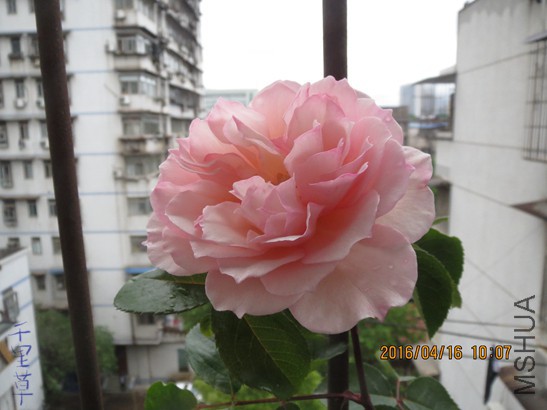 ԰��2016-04-1626.jpg