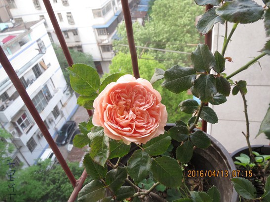 ����2016-04-1301.jpg