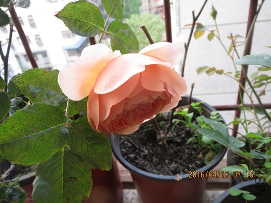 ����2016-04-1302.jpg