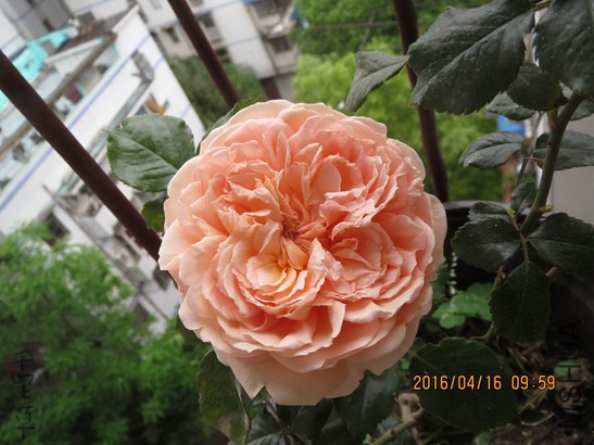 ����2016-04-1621.jpg