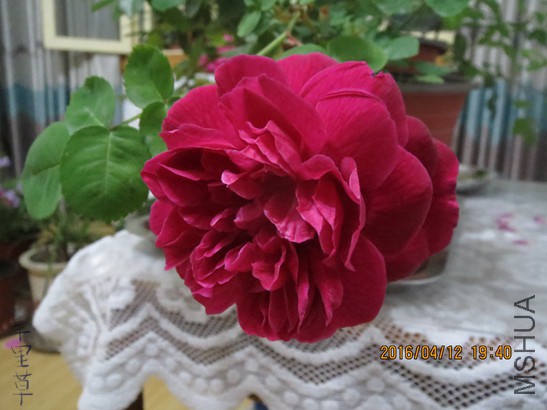 �������2016-04-1257.jpg