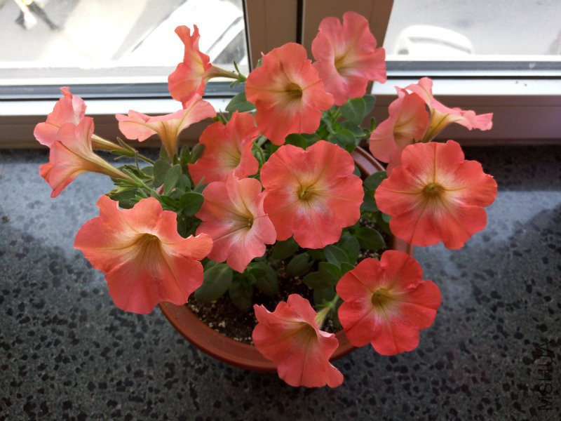 �����ҵ�������