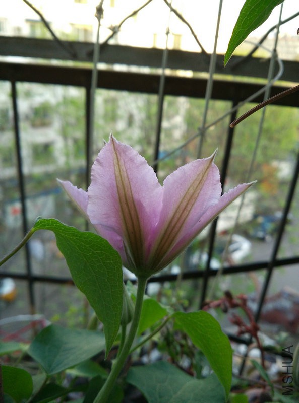 IMG_20160416_181613.jpg