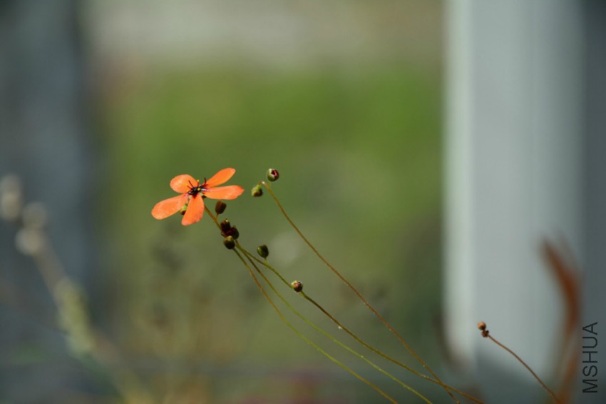 DSC_6865.jpg