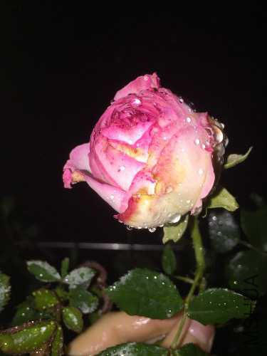 image.jpg