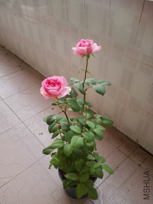 IMG_20160415_072400.jpg