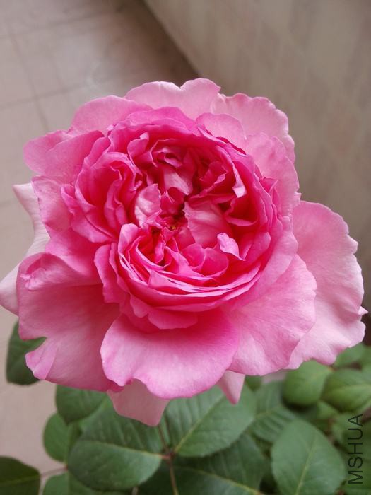 IMG_20160415_142017.jpg