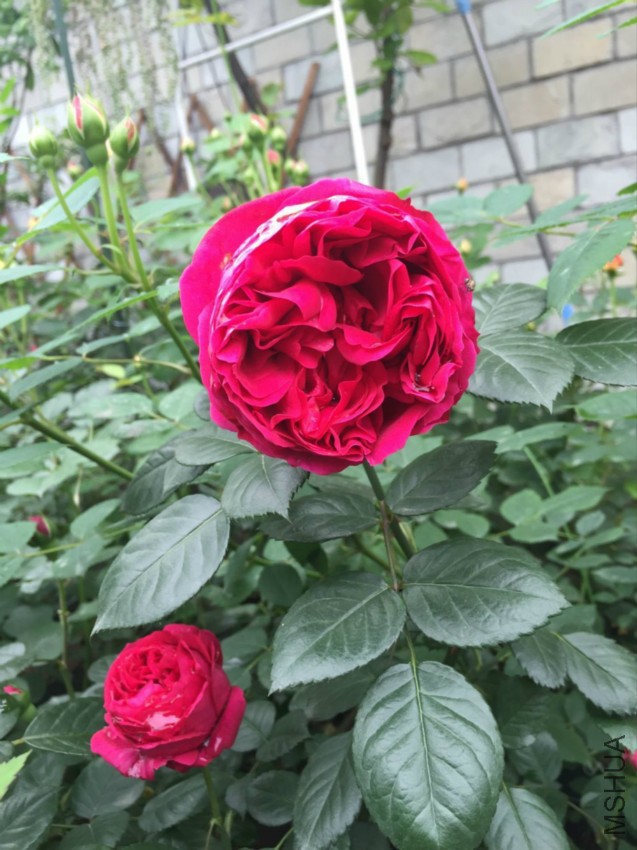 QQͼƬ20160418093458.jpg