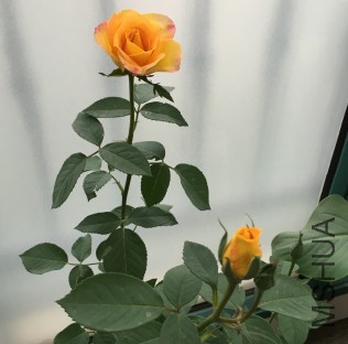 ����