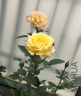 ȫ��