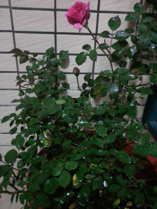 QQͼƬ20160418130718 - ����.jpg