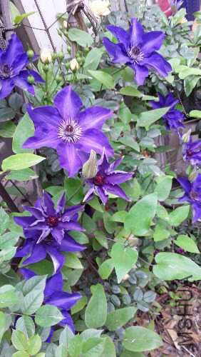 20160417_080135.jpg
