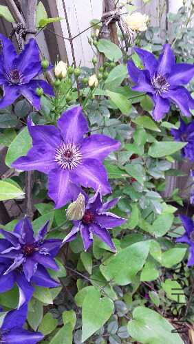 20160417_080138.jpg