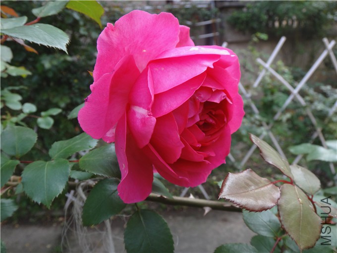 DSC09360_����.jpg