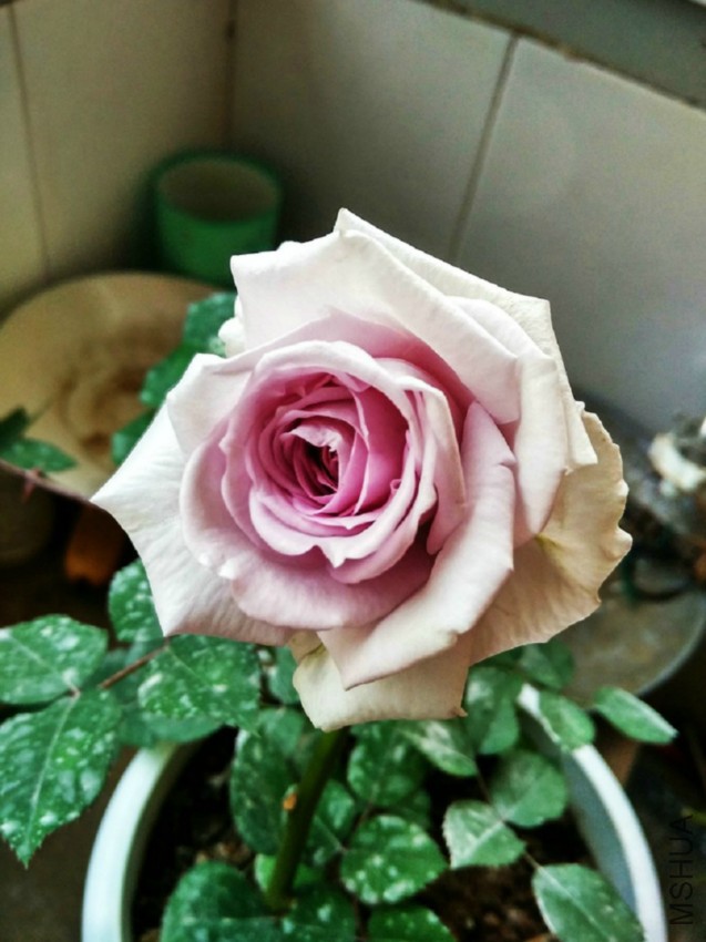 IMG_20160416_174308_HDR.jpg