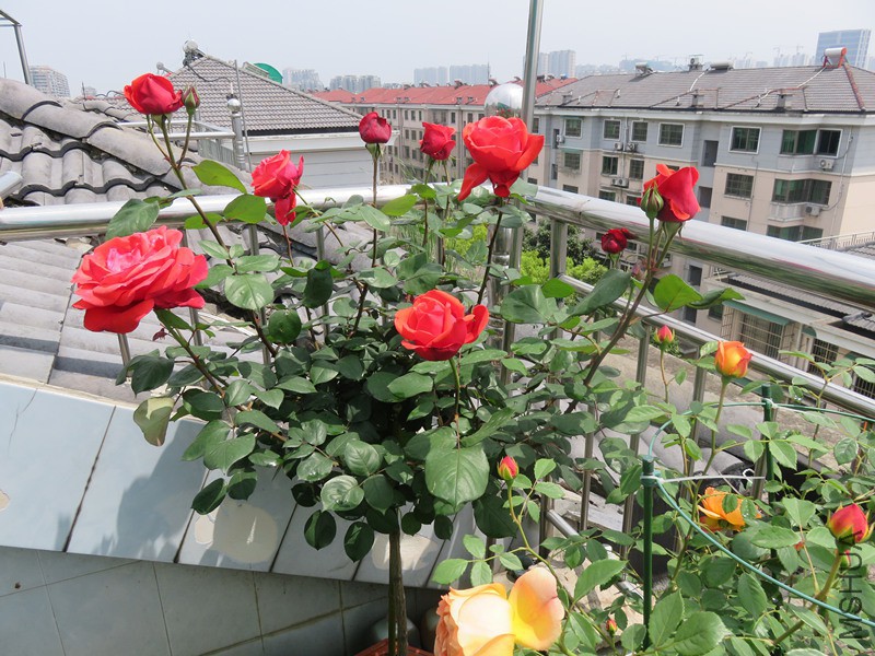 IMG_0788_����.jpg