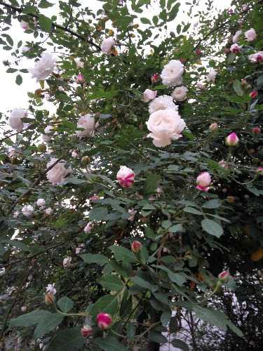 IMG_20160418_182327.jpg