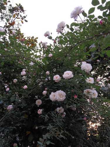 IMG_20160418_182301.jpg
