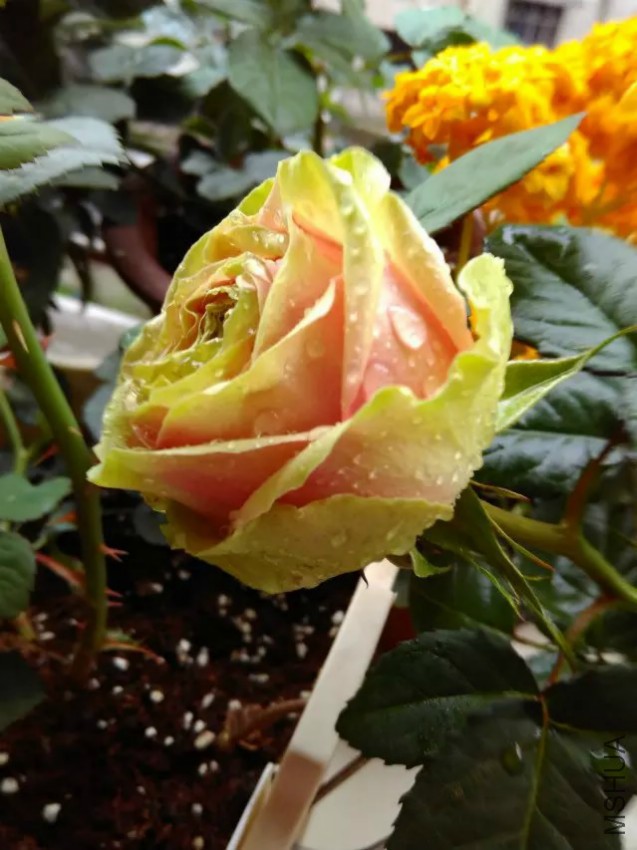 psb (9).jpg