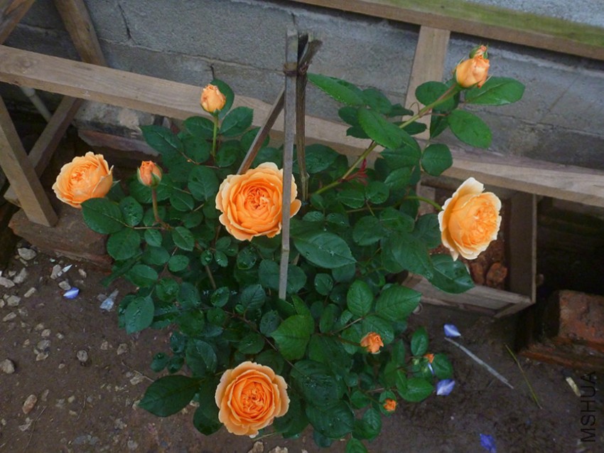 111.jpg