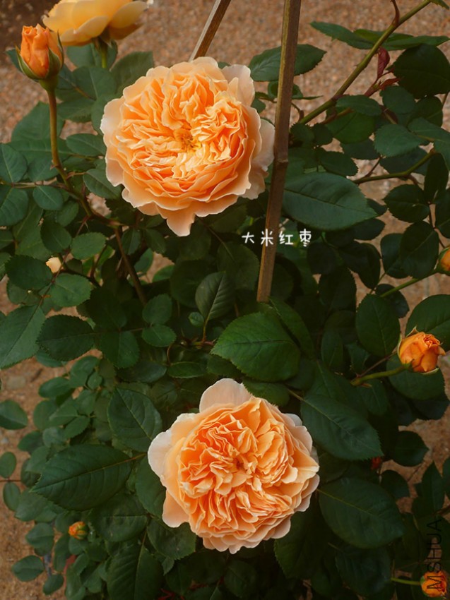 666.jpg