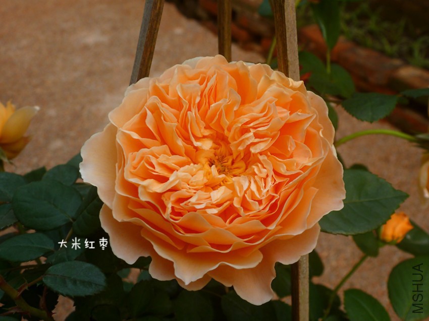 888.jpg