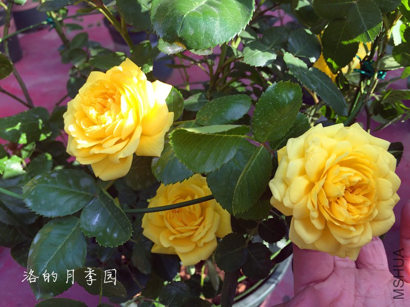 IMG_6563_����.jpg