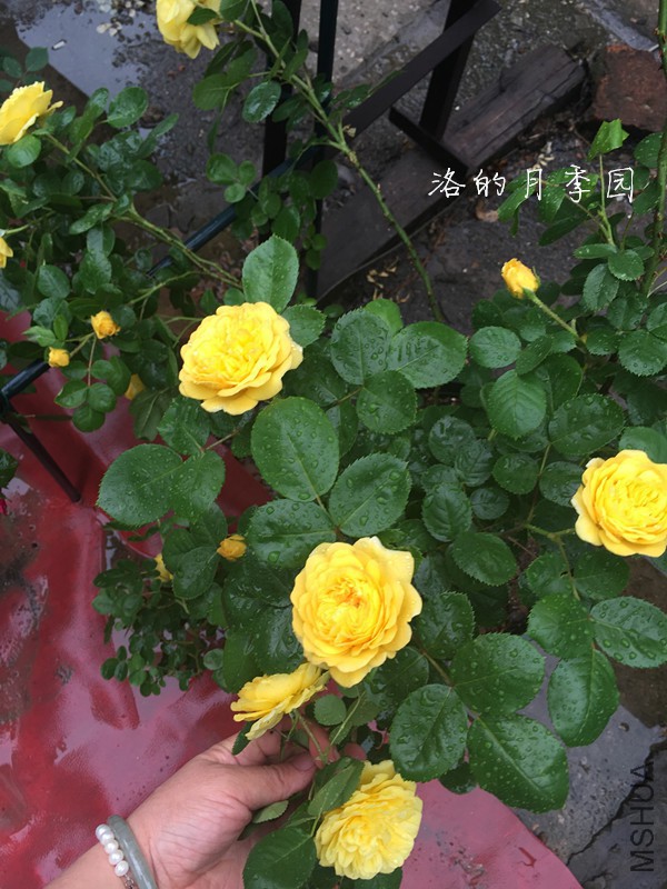 IMG_6521_����.jpg