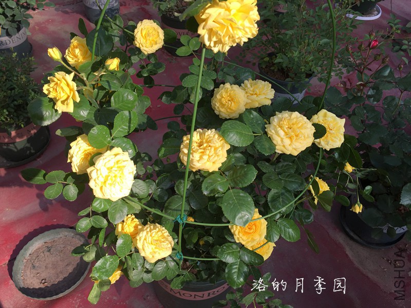 IMG_6561_����.jpg