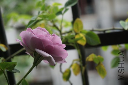 DSC01823_�༭.jpg